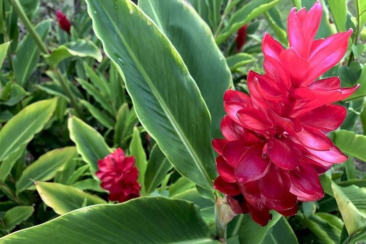 Гавайский имбирь - Самые красивые цветы в мире