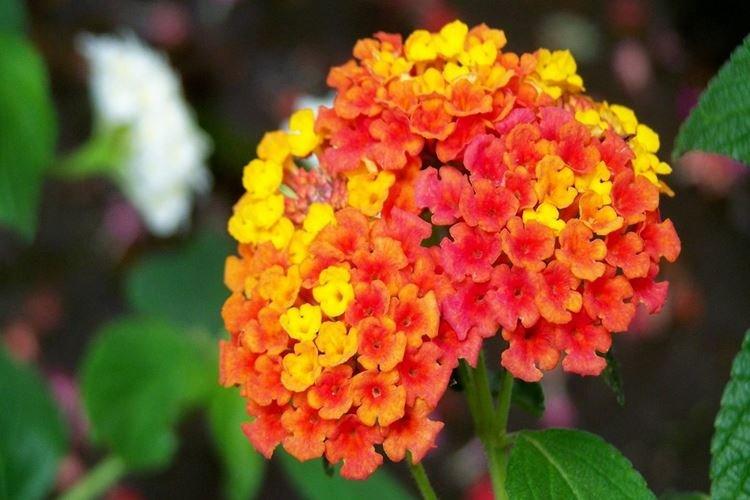 Лантана - Самые красивые цветы в мире