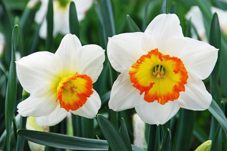 Нарцисс - Самые красивые цветы в мире