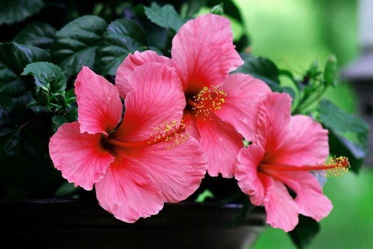 Гибискус - Самые красивые цветы в мире