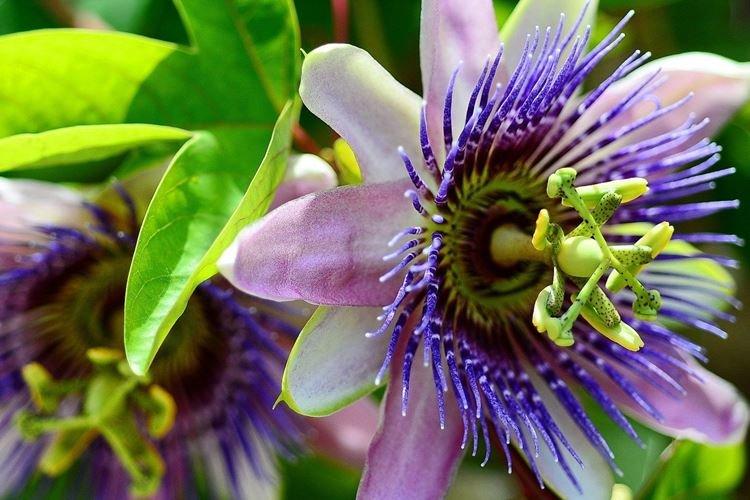 Пассифлора - Самые красивые цветы в мире