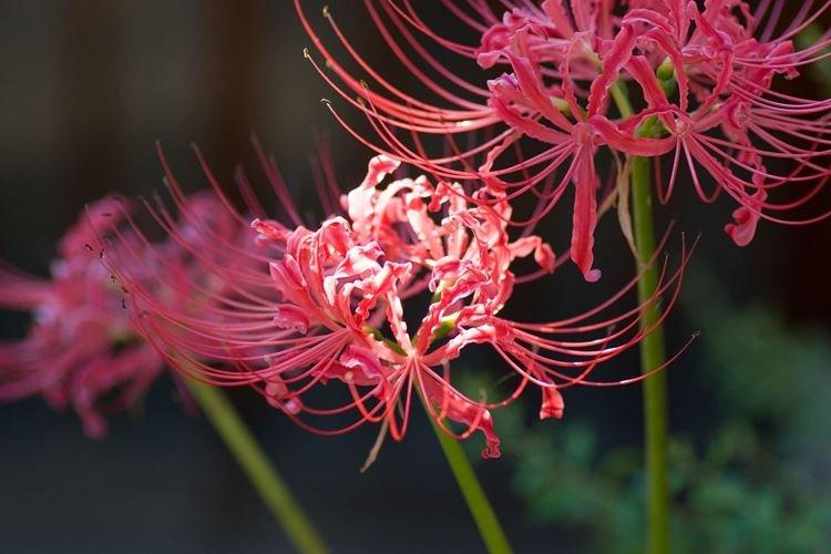 Ликорис - Самые красивые цветы в мире
