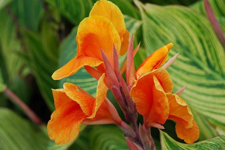 Канна - Самые красивые цветы в мире