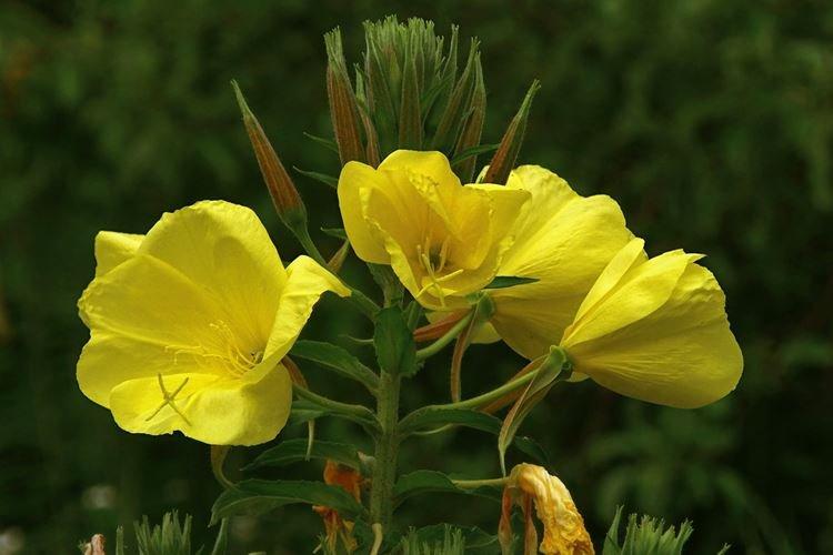 Энотера - Самые неприхотливые цветы для дачи
