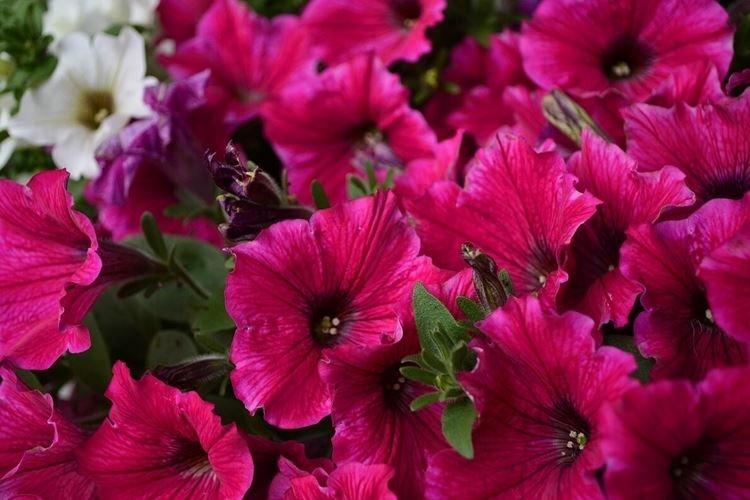Петуния - Самые неприхотливые цветы для дачи