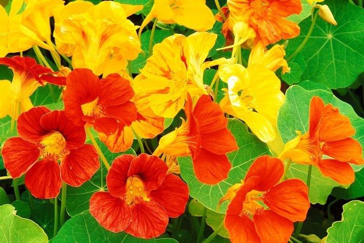 Настурция - Самые неприхотливые цветы для дачи