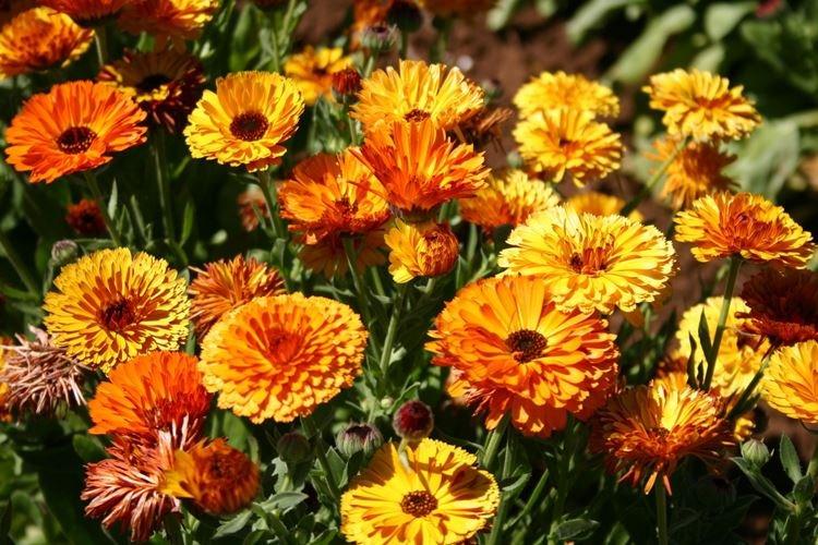 Календула - Самые неприхотливые цветы для дачи