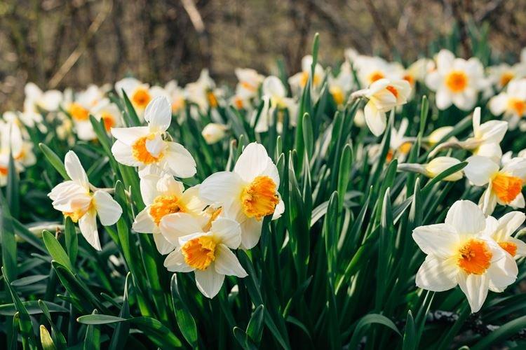 Нарцисс - Самые неприхотливые цветы для дачи
