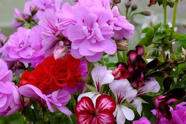Герань - Самые неприхотливые цветы для дачи