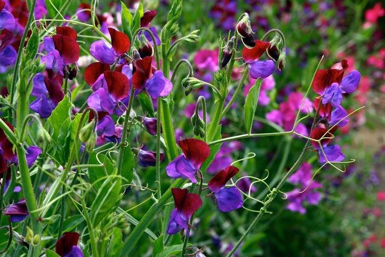 Душистый горошек - Самые неприхотливые цветы для дачи