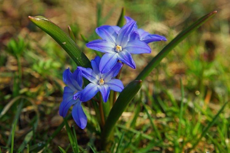 Хионодокс - Самые неприхотливые цветы для дачи